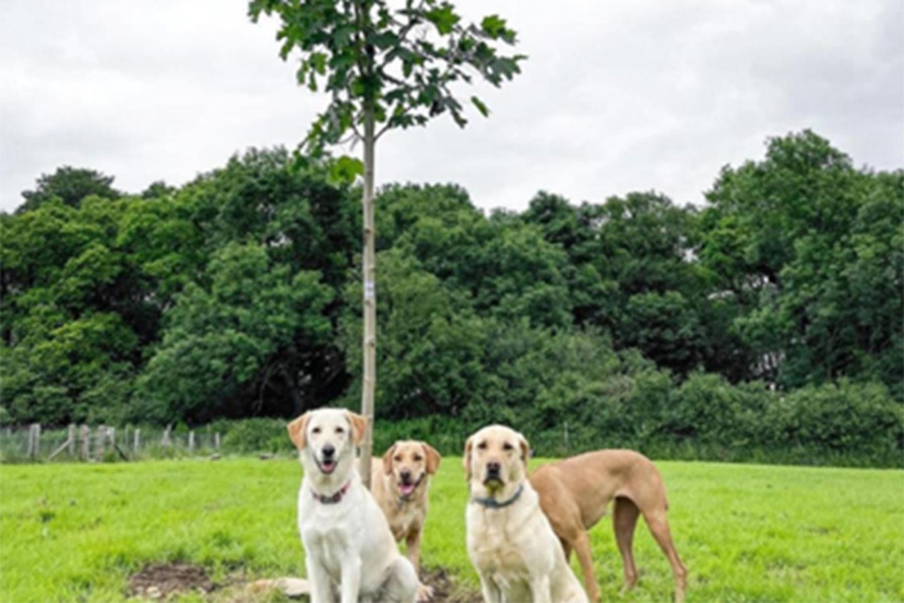 Bruce's Doggy Day Care, Oak Tree Farm